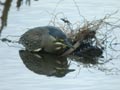 H&eacute;ron des mangroves Butorides atricapilla