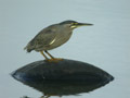 H&eacute;ron des mangroves Butorides atricapilla