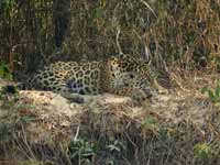 Jaguar Panthera onca