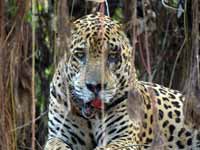 Jaguar Panthera onca