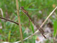 Leste brun (Sympecma fusca)