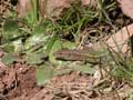 L&eacute;zard hispanique Podarcis hispanica