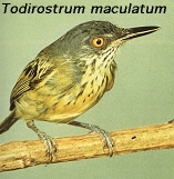 Todirostrum maculatum