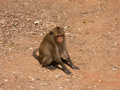Macaque crabier Macaca fascicularis