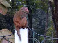 Macaque rhésus Macaca mulatta
