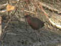 Marouette brune Porzana fusca