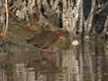 Marouette brune Porzana fusca