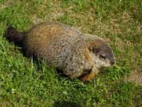 Marmotte commune Marmota monax
