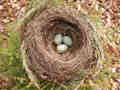 nid de Merle noir Turdus merula