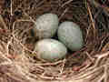 œufs de Merle noir Turdus merula