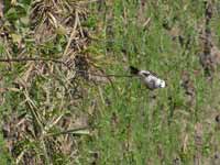 Moucherolle à tête blanche Arundinicola leucocephala