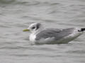 Mouette tridactyle Rissa tridactyla