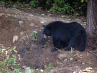 Ours noir Ursus americanus