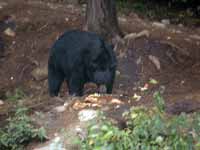 Ours noir Ursus americanus