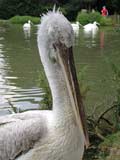 P&eacute;lican fris&eacute; Pelecanus crispus