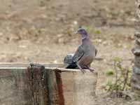 Pigeon picazuro Patagioenas picazuro