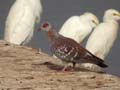 Pigeon roussard Columba guinea