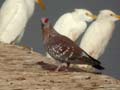 Pigeon roussard Columba guinea