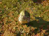 Pipit farlouse Anthus pratensis
