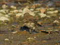 Pipit spioncelle Anthus spinoletta