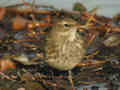 Pipit spioncelle Anthus spinoletta
