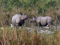 Rhinocéros indien Rhinoceros unicornis