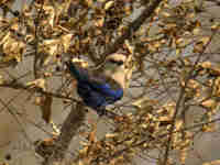 Rollier à ventre bleu Coracias cyanogaster