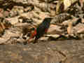 Rougequeue à calotte blanche Phoenicurus leucocephalus
