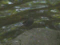 Rouequeue fuligineux Phoenicurus fuliginosus