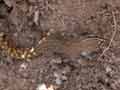 Saurodactyle de Brosset Saurodactylus brosseti