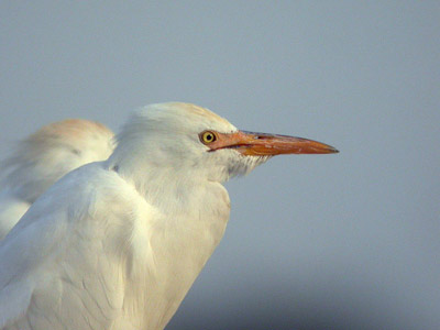Héron garde-bœufs Bubulcus ibis cliquer pour agrandir l'image