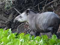 Tapir du Brésil Tapirus terrestris