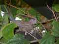 Tourterelle maillée Spilopelia senegalensis