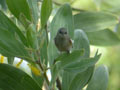Zost�rops de Bourbon Zosterops borbonicus